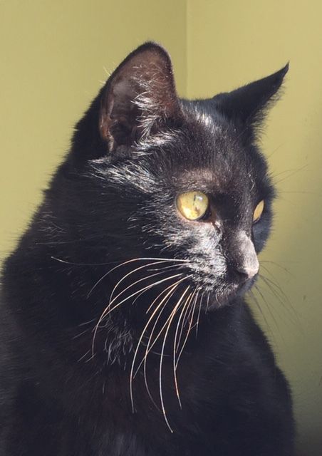The Humane Society of Loudoun County - Midnight.png